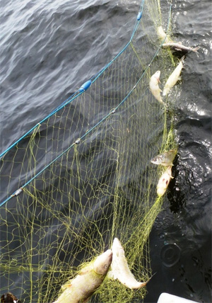 gillnet_141022