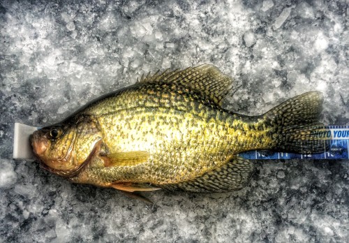 Plankton are key for ice crappies – Target Walleye