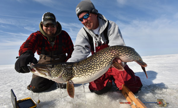 Late-ice trophy pike…on hot dogs?? – Target Walleye