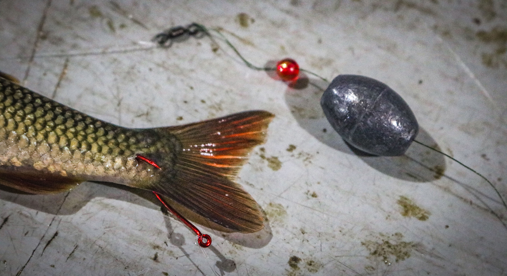 Best Live Bait for Walleye