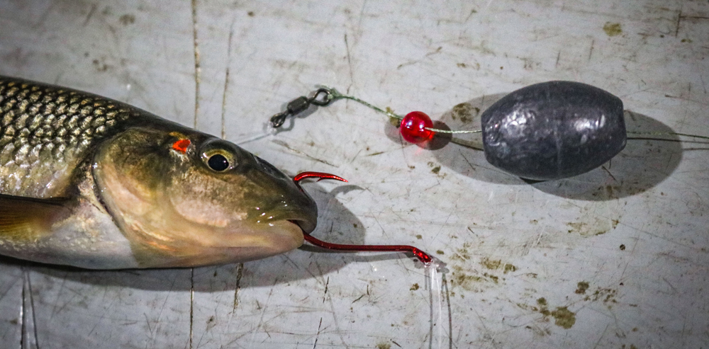 fall redtail creek chub target walleye fishing How to rig BIG chubs for fall walleye (complete guide)