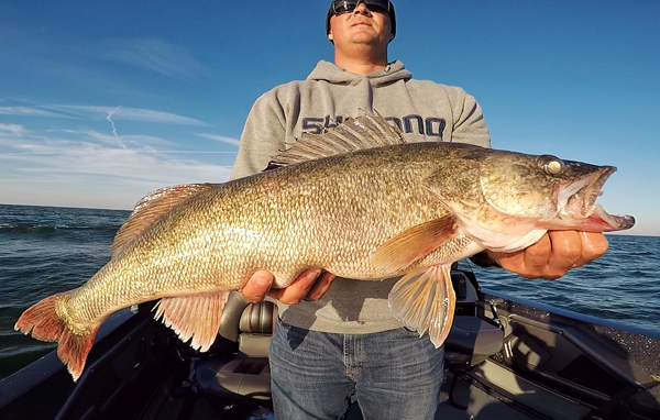 Lake Erie producing lots of walleye, including some giants