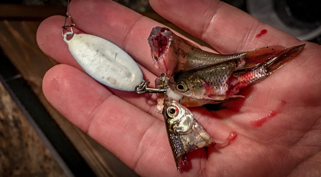 Why Hook Size is So Important When Choosing an Ice Fishing Jig 