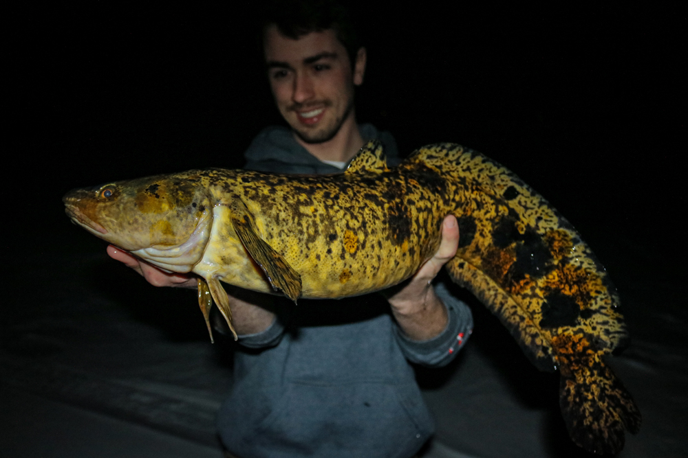 Angling - Ice Fishing - Burbot - Burbot captured on ice fishing © toj-01889  - LAPONIA PICTURES of Sweden