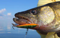 Lots of artificials now used in walleye fishing
