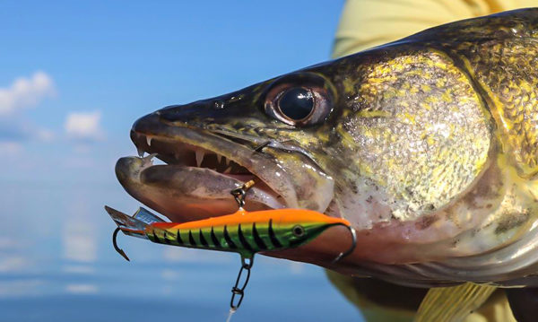 Bait Walleye 