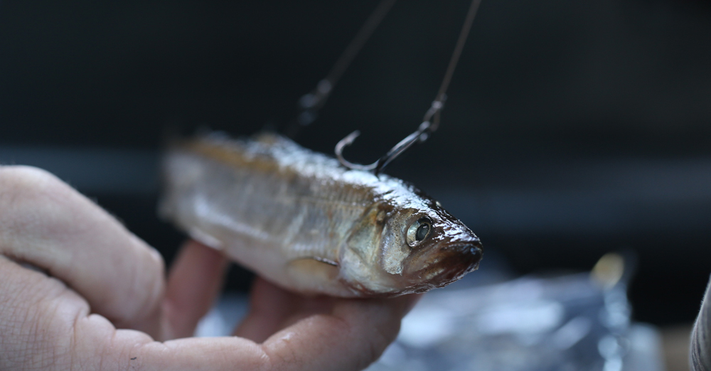 How to catch GIANT Lake of the Woods pike on tip-ups – Target Walleye