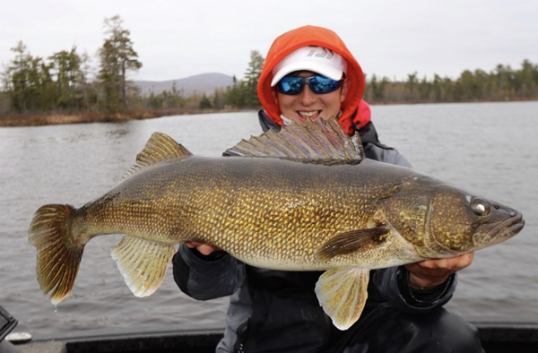 Hoyer went hawg hunting, Ned Rig walleyes, Strange catches – Target Walleye