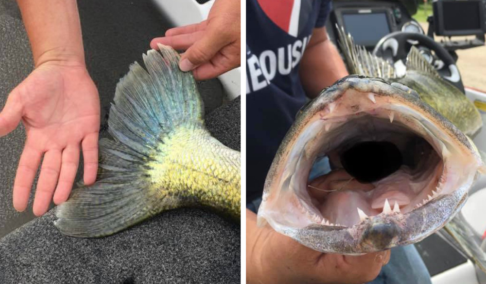  Walleye Fishing Makes Me Happy Lures Zander Walleye