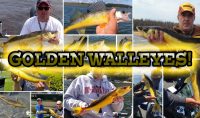 Rare “golden walleyes” are a real thing!