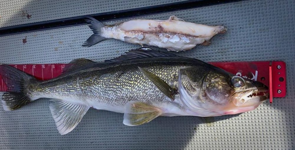 Rapid fire slip-bobber tips, Beefcakes of the week, Delicious bass stringer  – Target Walleye