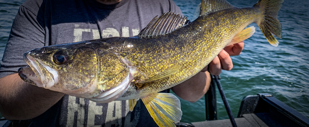 MN Daily Update: Using snap weights to get deep-water walleyes