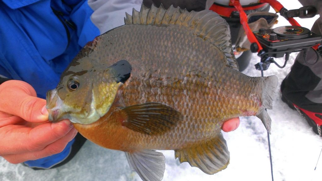 FIRST ICE Bluegills AnglingBuzz