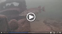 Nighttime slabs, Insane underwater footage, Zebra mussels change bite
