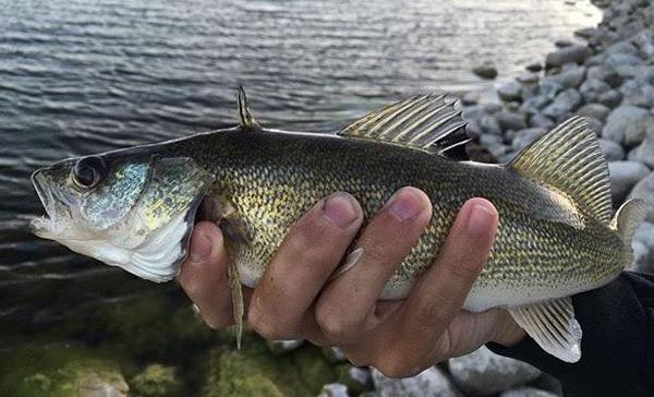 Devils Lake walleyes fall for jigs and slip bobbers - Duluth News