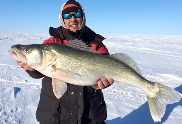 Monster 2.26 lb perch, Plankton key to ice crappie, Blue walleye – Target  Walleye