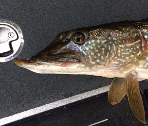 If you try to catch pike like this, your fishing heart will be