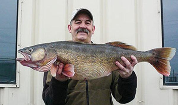 Big fish in slower current, WA 20-lber, Stinger hook breakdown – Target  Walleye