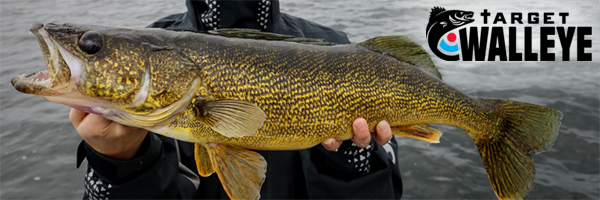 Shallow snap jigging now, Early-ice panfish tricks, Creek chub fest –  Target Walleye