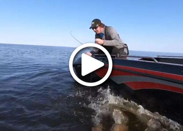 Rapid fire slip-bobber tips, Beefcakes of the week, Delicious bass