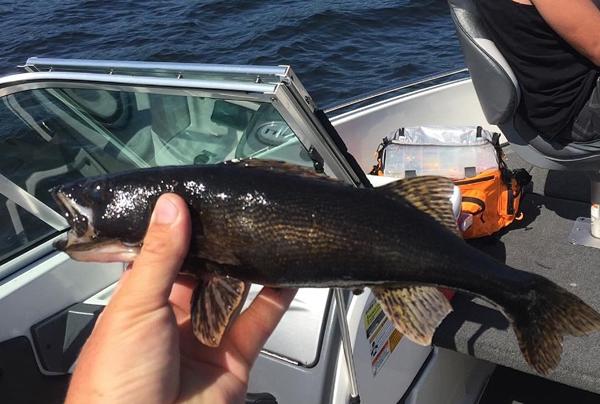 19-lb walleye caught, Walleye pheasant hybrid, Rock moose of the week –  Target Walleye