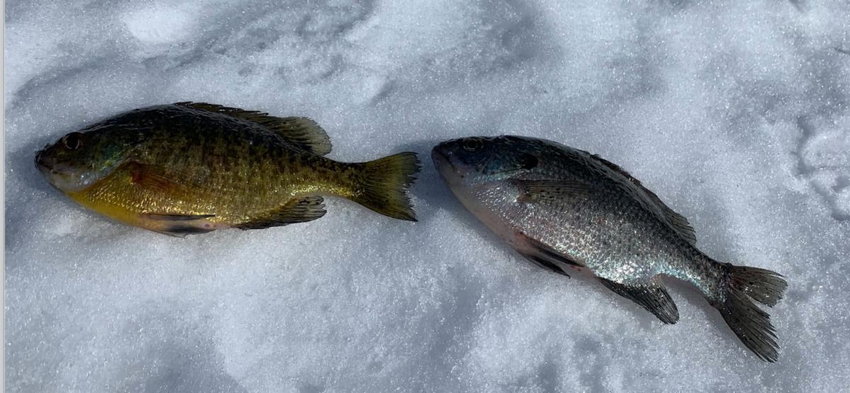 Silver bluegill caught, Tip-up panfish, Gourmet burbot on ice – Target  Walleye