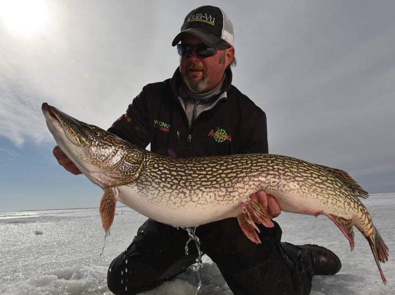 Late-ice trophy pike…on hot dogs?? – Target Walleye