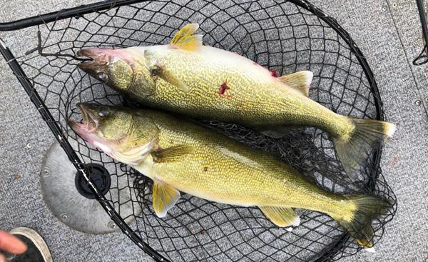 Shallow snap jigging now, Donkey hunter of the week, Fall walleyes love  sand – Target Walleye