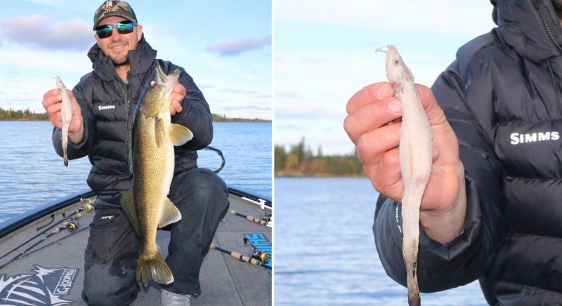 Shallow snap jigging now, Early-ice panfish tricks, Creek chub fest –  Target Walleye