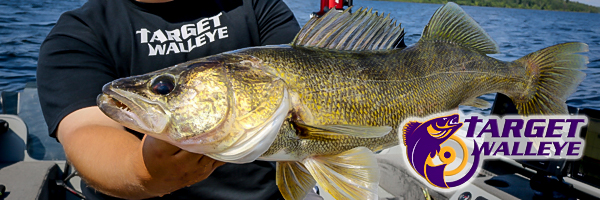 Walleyes eat burbot, How to rig big chubs, Scattered fall fish tip