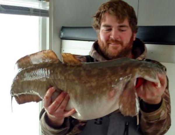 Record burbot caught, Giant walleye video, Jigging bait hand model