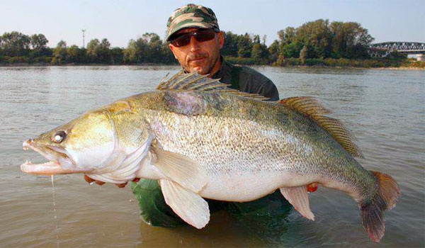 Deciphering small waters, Unbelievable zander, Leech Lake win