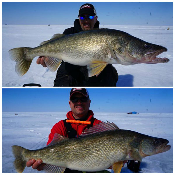 15-lber caught, Lake Winnipeg secrets, Erie pet walleye? – Target Walleye