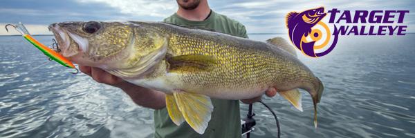 Epic feeding frenzy, Walleye choked by garbage, Leadcore gear tips – Target  Walleye