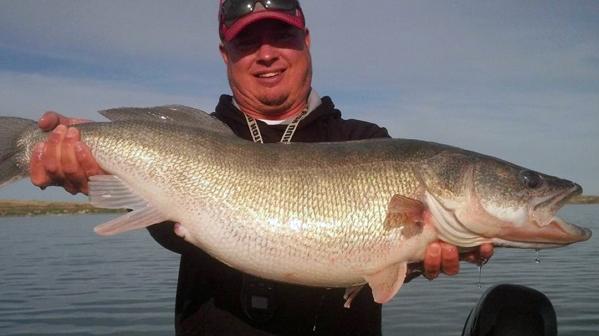 19-lb walleye caught, Walleye pheasant hybrid, Rock moose of the week –  Target Walleye