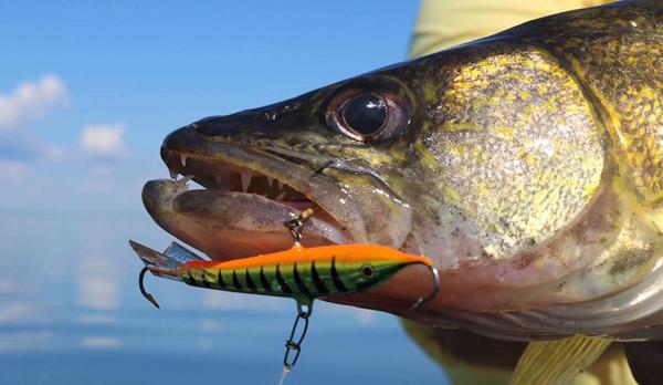Artificials better than bait, Spooling up for walleye, NAIFC deets – Target  Walleye