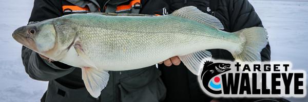Lake Erie's walleye are thriving, but climate change makes their