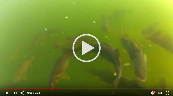 Best walleye vids ever, Bent rod pattern, Finesse crankbait tips