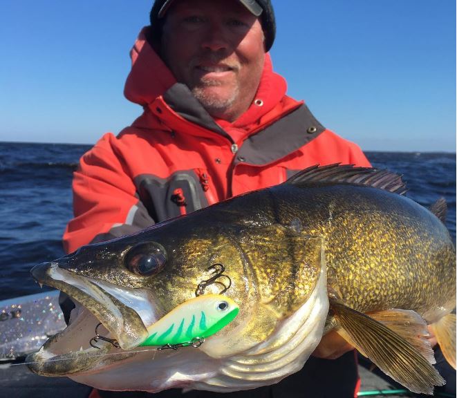 Who is using stinger hooks to catch walleye??? Plus bonus perch on