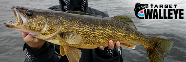 Record ND walleye caught, Blade baits still overlooked, More zander  goodness – Target Walleye