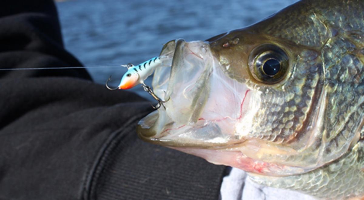Scattered fall fish tip, Gull Lake winning deets, Ice fishing pet