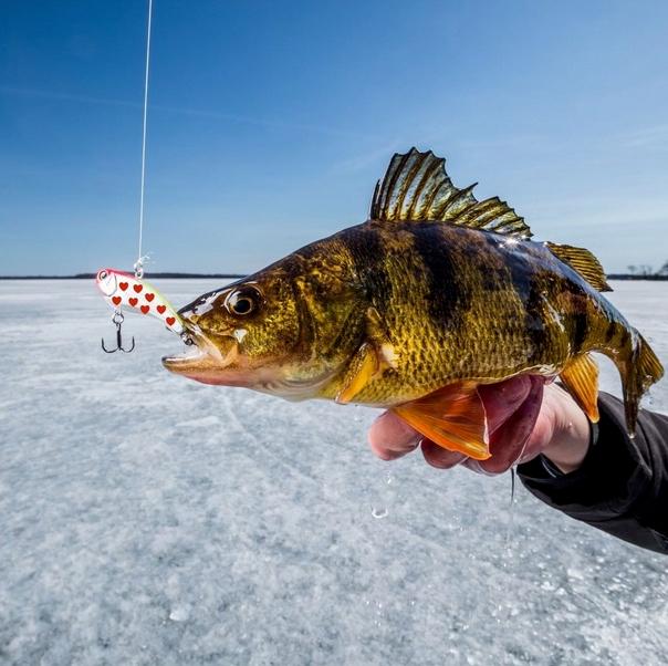 Tricks For Landing Walleye On Ice