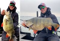 Chatterbaits for walleyes, Small river tactics, Massive European perch