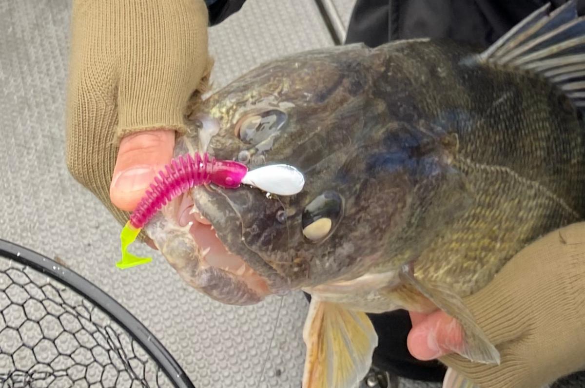 Secret new walleye baits coming, How Roach raps, Cold water hair jigs –  Target Walleye