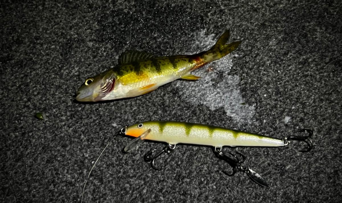 Freak 5-lb sunfish, Level your SI ducer, Fishing opener shenanigans –  Target Walleye