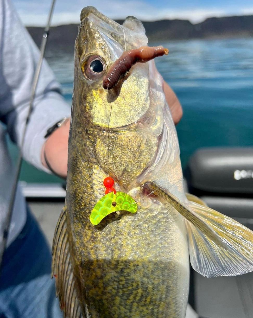 How Deep is Too Deep for Mid-summer Walleyes? — Joel Nelson Outdoors