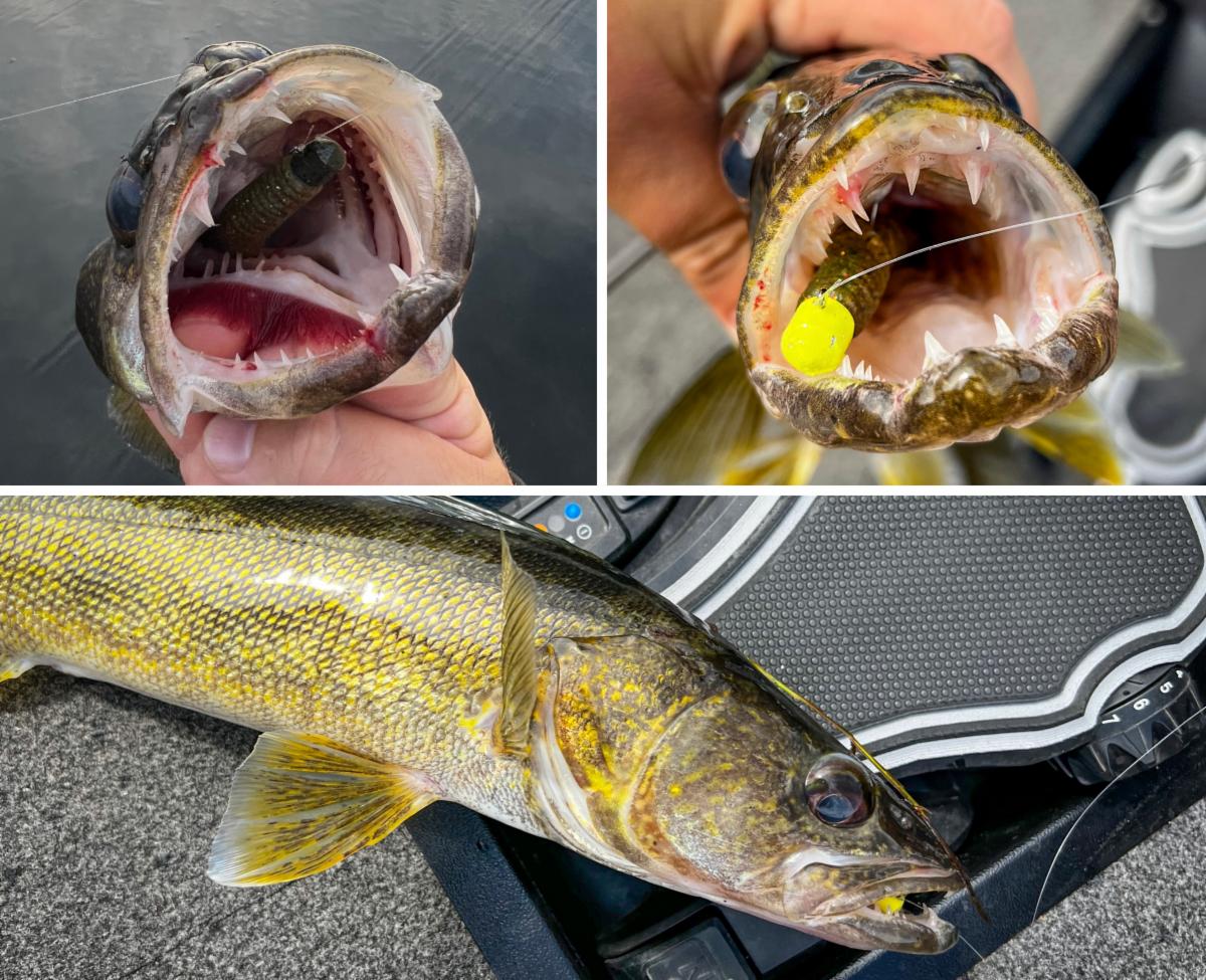 Walleye belly surprise, Why MaxScent is so fishy, Secret bottom transition  bite – Target Walleye