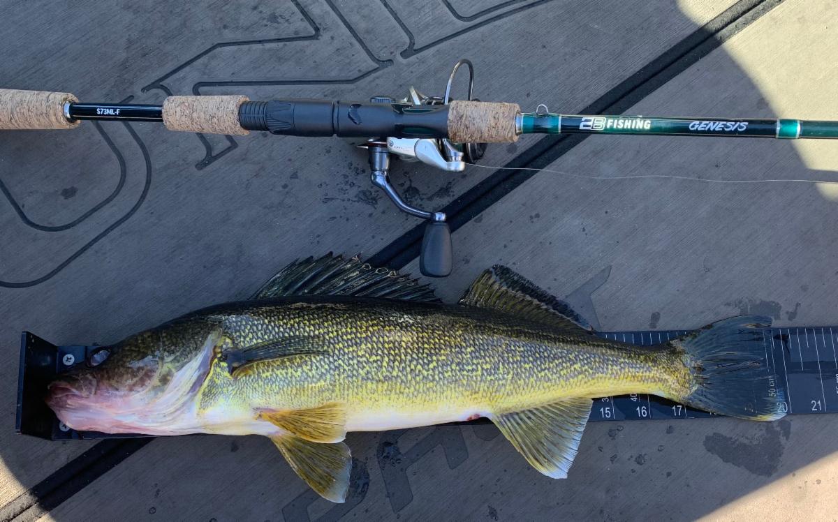 Dropshot walleyes when they won't eat ANYTHING else 