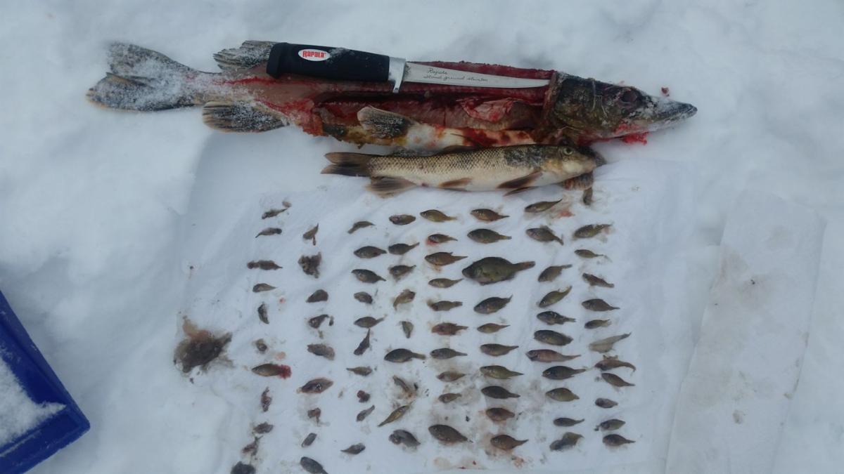Giant greenback walleye, Pike eats 83 sunfish, Biggest ice muskie ever –  Target Walleye