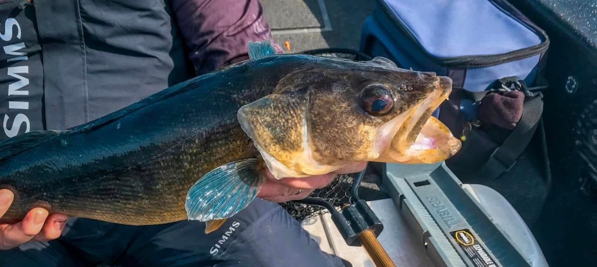 5 New Bass Fishing Tricks for an Old Dog Like Me - Wired2Fish
